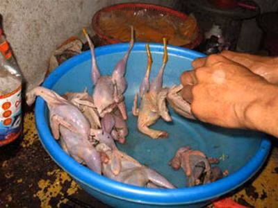 Cò bị bẫy và giết thịt