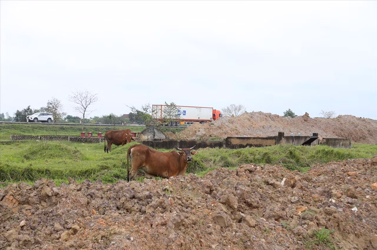 Công trường mặt bằng đoạn Diễn Châu - Bãi Vọt được bàn giao nhưng chưa thi công người dân lại trồng cây và thả bò - Ảnh: Thu Hiền