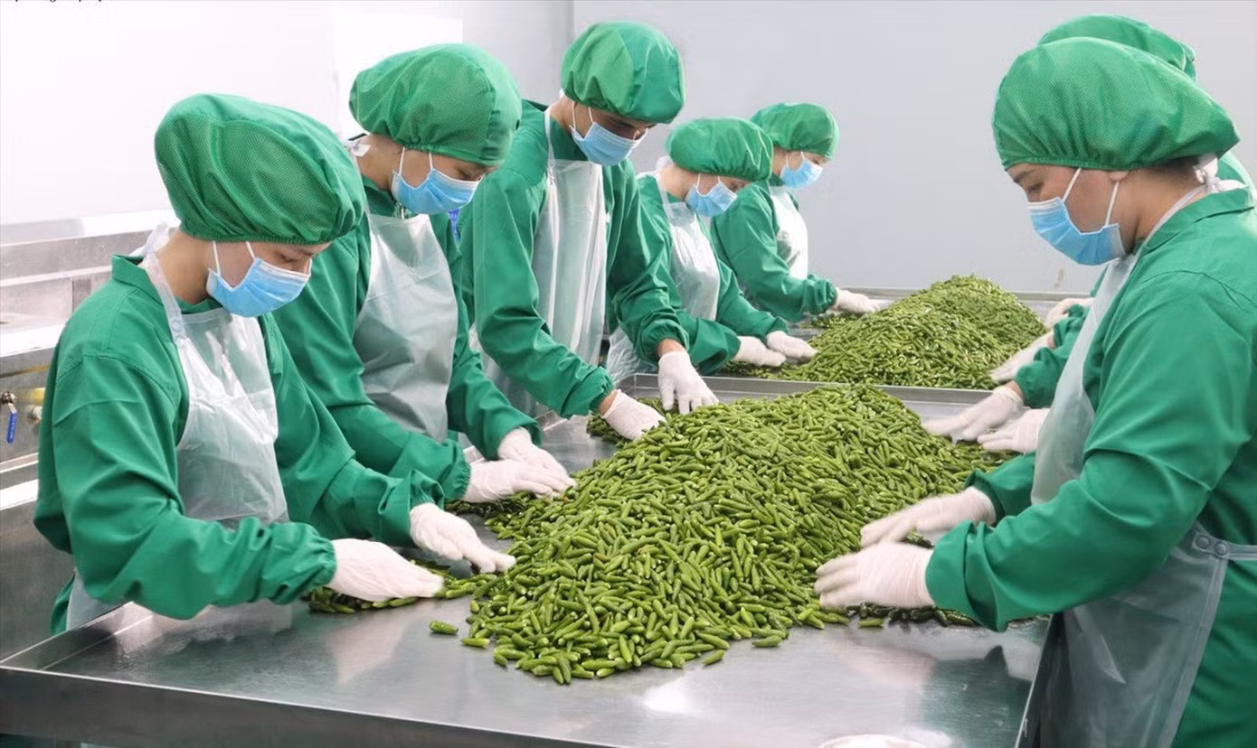 Cty CP Dh Foods do ông Nguyễn Trung Dũng (kiều bào Ba Lan) đầu tư tại TPHCM. Ảnh: U.P Cty CP Dh Foods do ông Nguyễn Trung Dũng (kiều bào Ba Lan) đầu tư tại TPHCM. Ảnh: U.P
