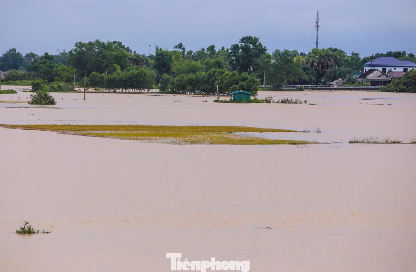 Một số ruộng lúa ngập trong biển nước. Trường hợp lâu ngày, số lúa này gần như sẽ hư hỏng. Một số ruộng lúa ngập trong biển nước. Trường hợp lâu ngày, số lúa này gần như sẽ hư hỏng.