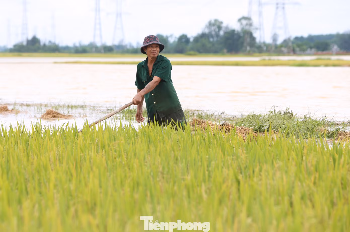 Dù phải ngâm mình nhiều giờ trong biển nước mênh mông, người dân cũng phải chấp nhận, vì đây là cách duy nhất để cứu số lúa xuân chưa thể thu hoạch. Dù phải ngâm mình nhiều giờ trong biển nước mênh mông, người dân cũng phải chấp nhận, vì đây là cách duy nhất để cứu số lúa xuân chưa thể thu hoạch.