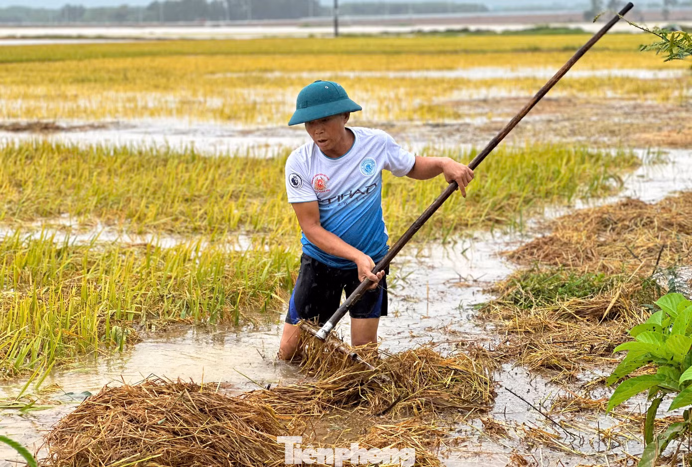 “Tôi cố gắng vớt được bao nhiêu thì vớt, chứ cứ để vậy xót lắm, tiếc cho công sức gieo cấy, chăm bón mấy tháng qua”, ông Nguyễn Hữu Bình (SN 1970, trú xã Cẩm Quan, huyện Cẩm Xuyên) cho hay. “Tôi cố gắng vớt được bao nhiêu thì vớt, chứ cứ để vậy xót lắm, tiếc cho công sức gieo cấy, chăm bón mấy tháng qua”, ông Nguyễn Hữu Bình (SN 1970, trú xã Cẩm Quan, huyện Cẩm Xuyên) cho hay.