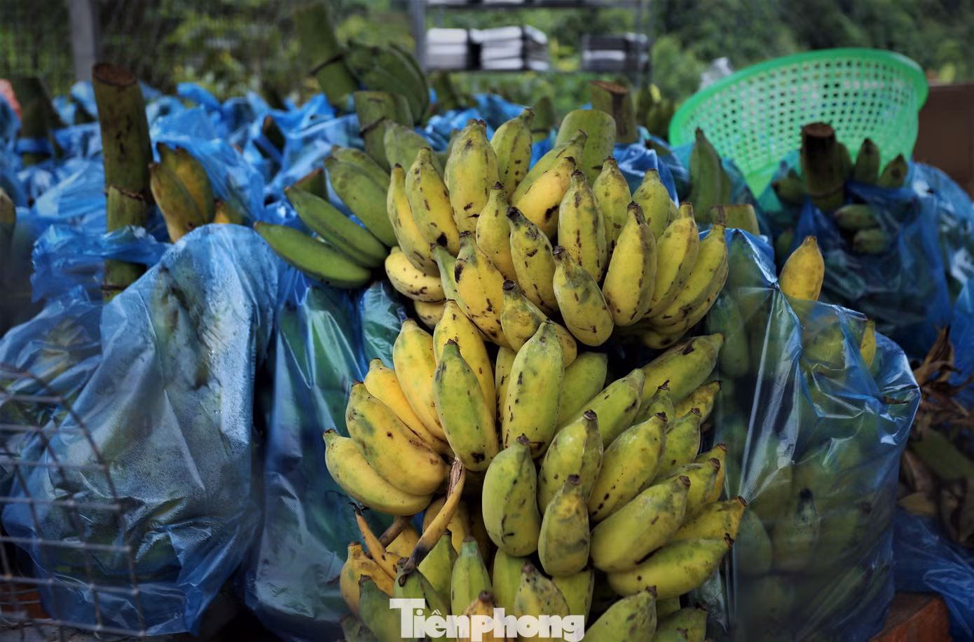 Chồn hương phát triển, thích nghi tốt. Chồn hương phát triển, thích nghi tốt.