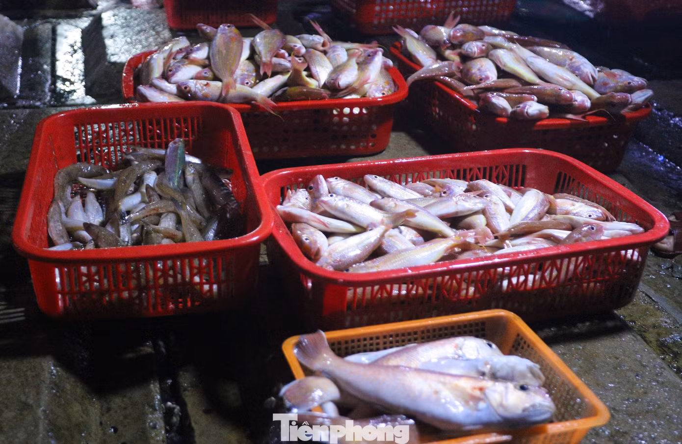 Theo người dân địa phương, dịp này, nhờ thời tiết thuận lợi, ngư dân vươn khơi đánh bắt được số lượng lớn các loại hải sản tươi ngon, chất lượng và có giá trị kinh tế cao như: mực, tôm, cá ngừ, cá thu, cá bớp, cá vược, cá mú, cá trồi, cá chim, cá bè, cá nhồng, cá trích, cá chép, cá bạc má, ghẹ, ốc, sò… Cùng với đó, dịp nghỉ lễ nên khách du lịch về đông, thương lái, nhà hàng cần cung ứng số lượng lớn hải sản, giá cả cũng vì thế tăng cao. Theo người dân địa phương, dịp này, nhờ thời tiết thuận lợi, ngư dân vươn khơi đánh bắt được số lượng lớn các loại hải sản tươi ngon, chất lượng và có giá trị kinh tế cao như: mực, tôm, cá ngừ, cá thu, cá bớp, cá vược, cá mú, cá trồi, cá chim, cá bè, cá nhồng, cá trích, cá chép, cá bạc má, ghẹ, ốc, sò… Cùng với đó, dịp nghỉ lễ nên khách du lịch về đông, thương lái, nhà hàng cần cung ứng số lượng lớn hải sản, giá cả cũng vì thế tăng cao.