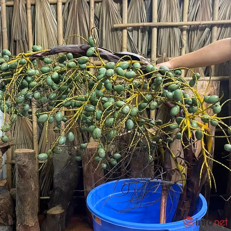 Mới lạ cành quả cắm bình đang 'làm mưa, làm gió' trên thị trường ảnh 2