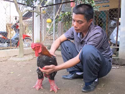 Chân gà Đông Tảo thuần chủng to gần bằng cổ tay người lớn, không có vảy vứng, màu đỏ tươi, nhưng luộc lên màu vàng. Ảnh: Phạm Anh 