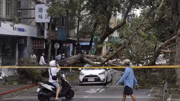 Người dân ở Đài Bắc (Đài Loan, Trung Quốc) đi qua một khu vực có cây lớn bị đổ do gió mạnh của bão Kong-rey. Ảnh chụp ngày 1/11. Ảnh: Chiang Ying-ying/ AP.