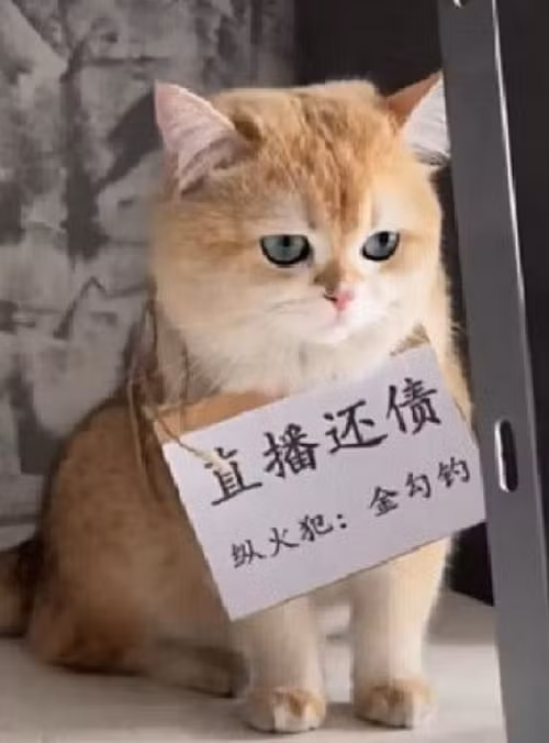 Kim Câu Điếu ngồi lì mặt trong khi chủ cho đeo tấm bảng "livestream trả nợ" và phát video lên mạng. Ảnh: FENG CHAN JIE MEI/ BILIBILI.