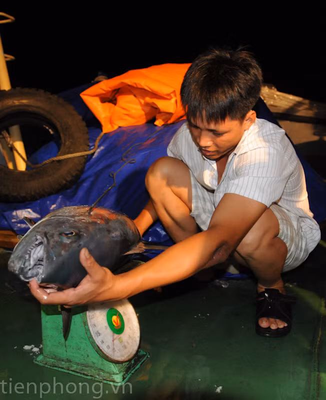 Món quà của biển lần này là một con cá thu lần này nặng 13kg