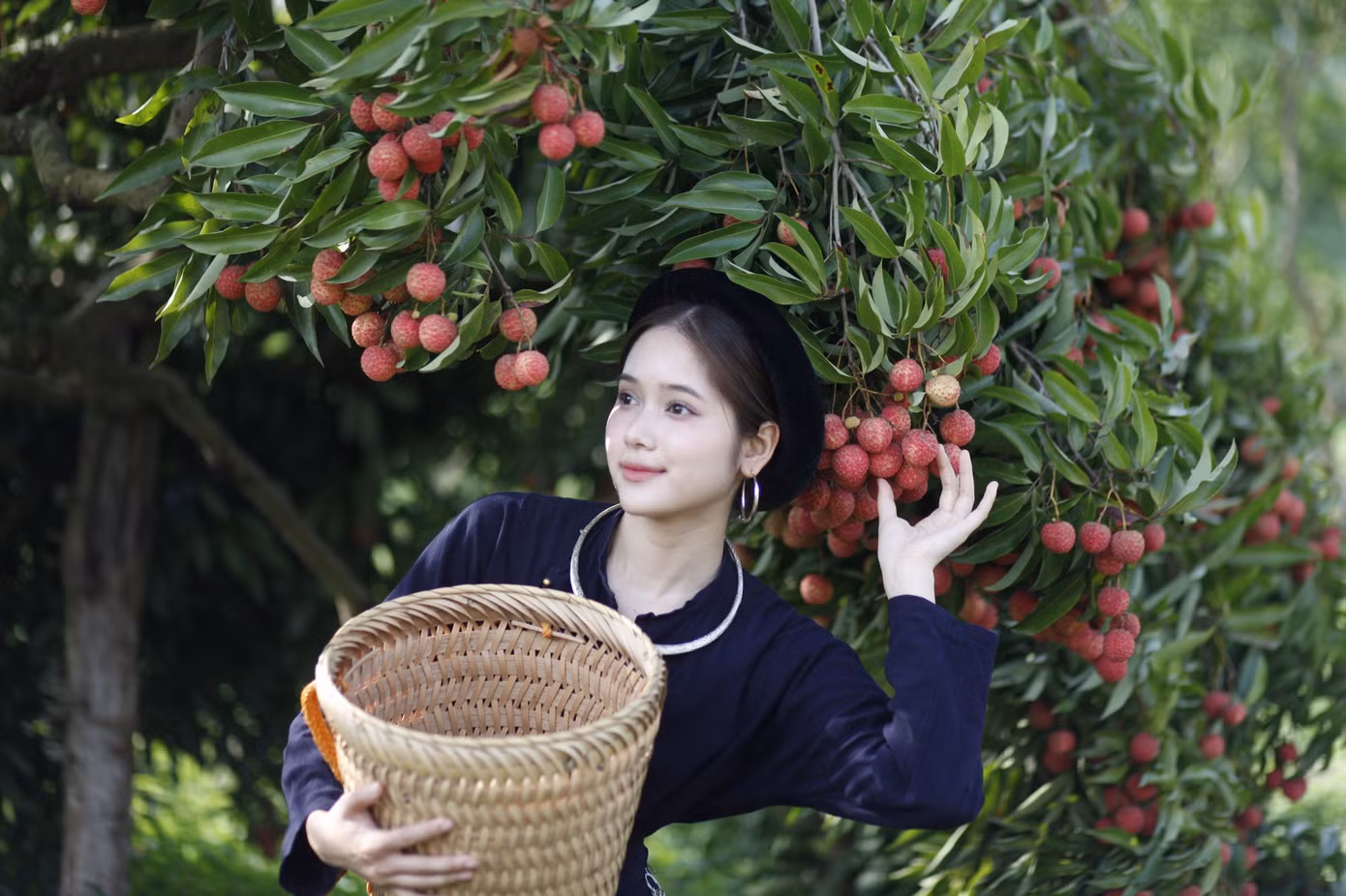 Vườn vải thiều trĩu quả ở thôn Đồng Dao, xã Quý Sơn thu hút nhiều người đến tham quan. Ảnh: Nguyễn Thắng