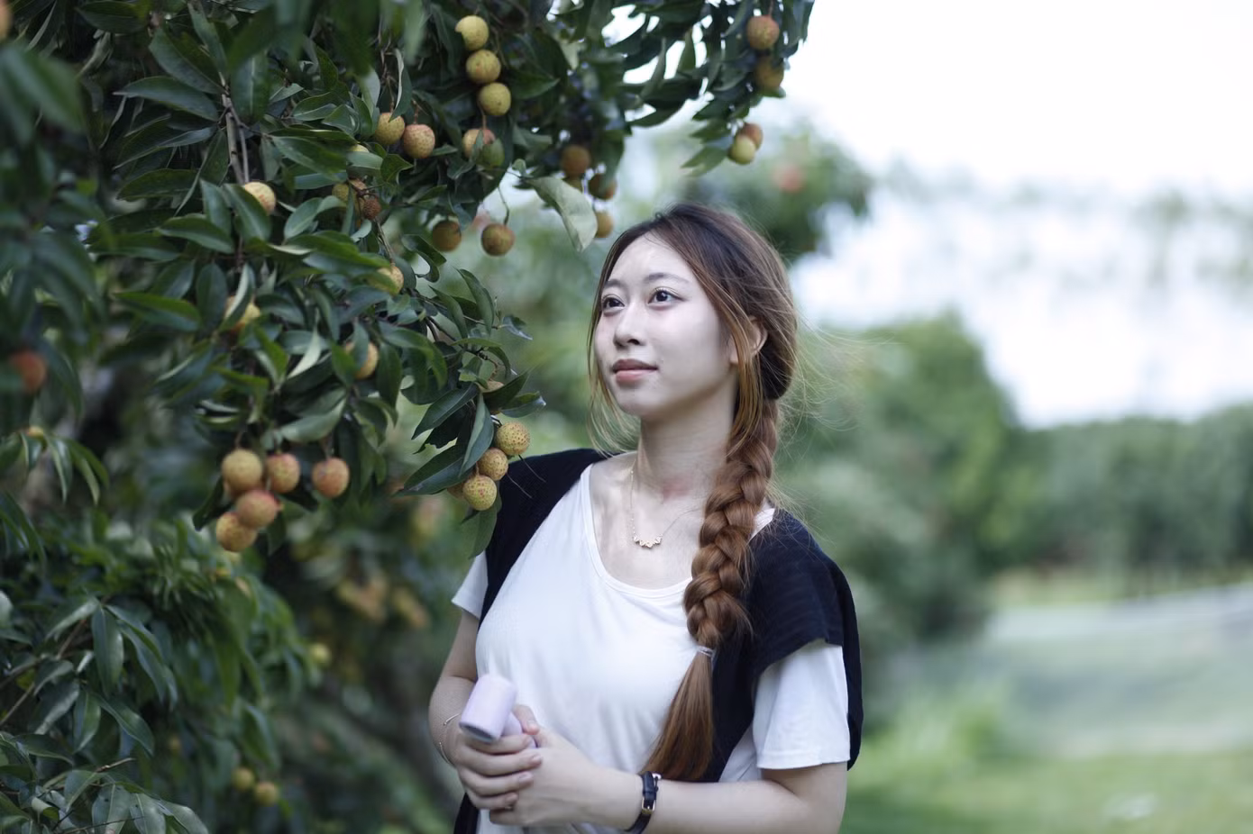 Thời điểm này, vải thiều ở tỉnh Bắc Giang đang vào chính vụ, với nhiều vườn vải đẹp để du khách đến trải nghiệm. Ảnh: Nguyễn Thắng