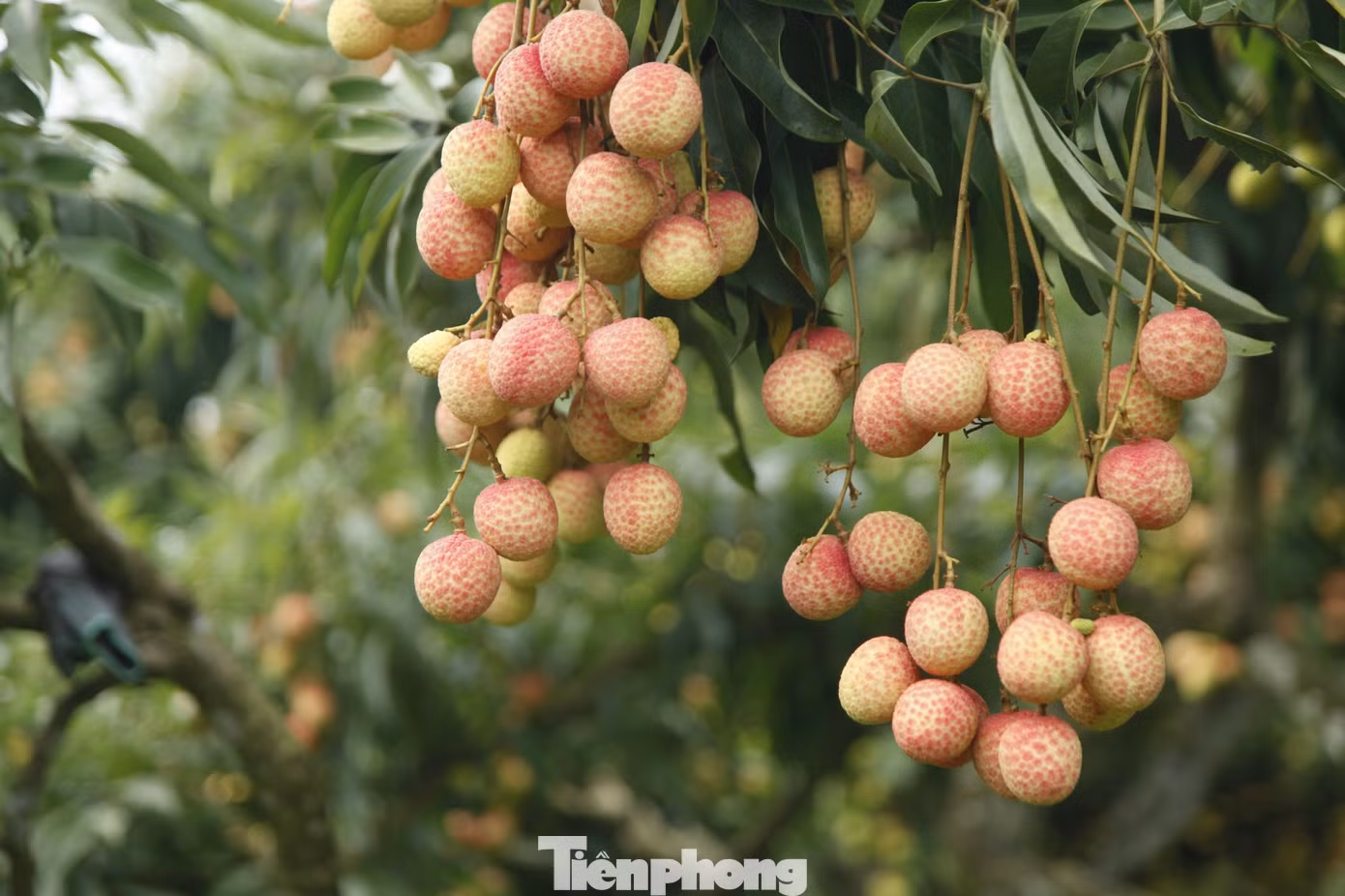 Vườn vải thiều nhà anh Phương là một trong số ít vườn đậu quả trĩu cành ở xã Thanh Hải. Anh Phương ước tính sản lượng đạt khoảng 10 tấn vải. Ảnh: Nguyễn Thắng.