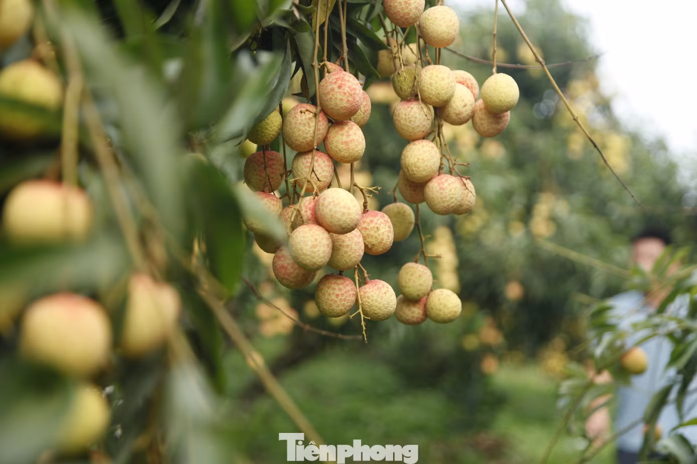 Tỉnh Bắc Giang bắt đầu thu hoạch vải thiều sớm từ khoảng giữa tháng 5 đến cuối tháng 6, sau đó đến vải chính vụ.