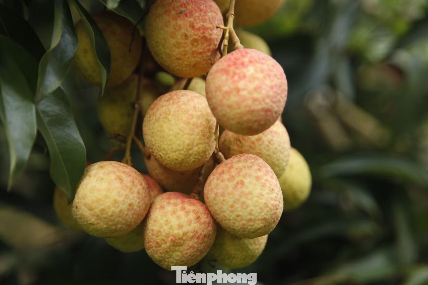 Hiện nay, vải thiều loại đẹp có giá bán từ 30.000 - 50.000 đồng/kg, anh Phương nhẩm tính vườn vải nhà anh có thể thu lãi hàng trăm triệu đồng. Giá vải thiều cao hơn 10.000 - 15.000 đồng so với năm ngoái. Ảnh: Nguyễn Thắng.