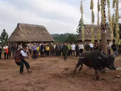 Khi không còn săn máu người, tộc Cơ tu sẽ phải săn máu bằng lễ đâm trâu
