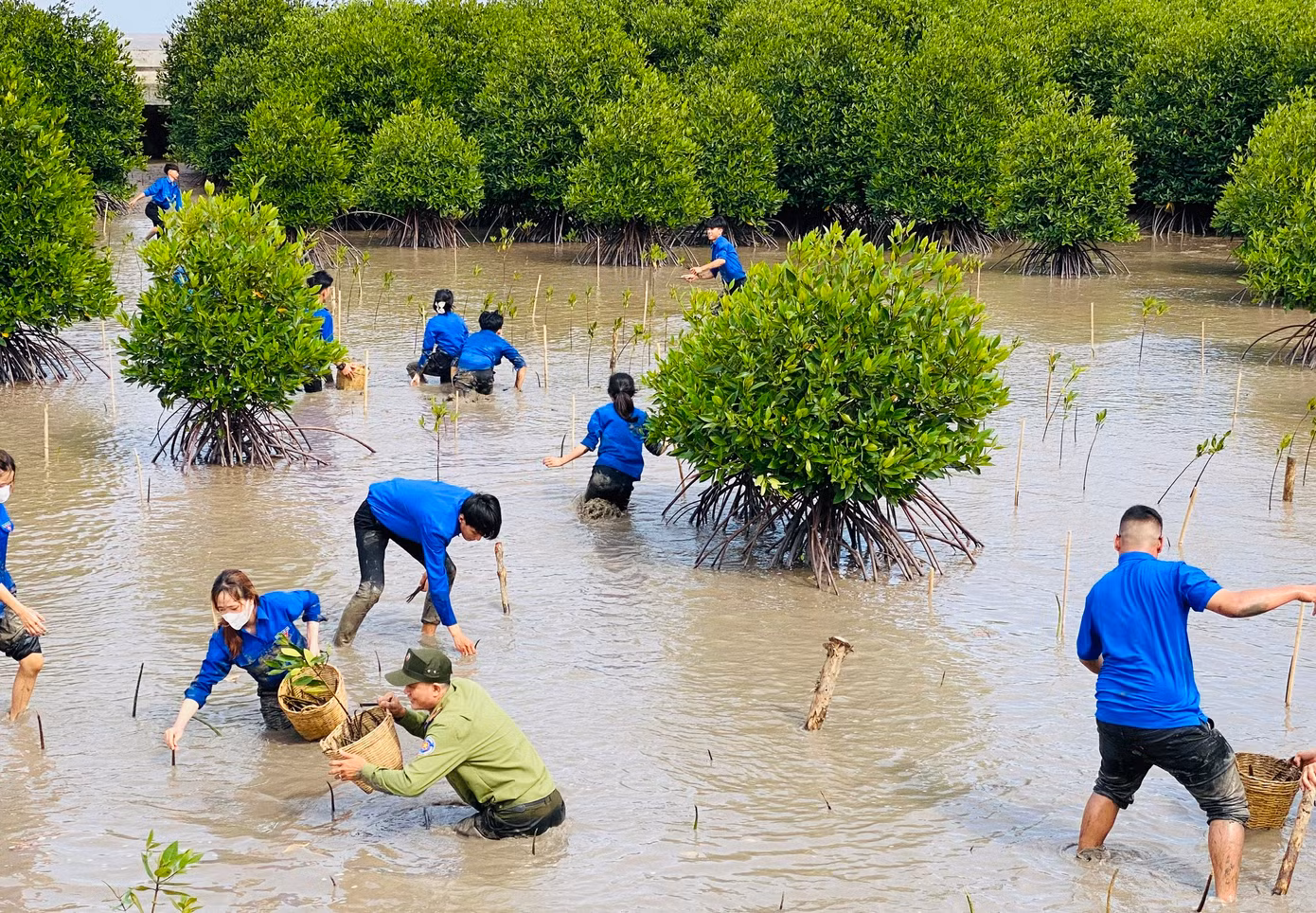 Hàng trăm bạn trẻ tham gia trồng cây trên bãi sình. Hàng trăm bạn trẻ tham gia trồng cây trên bãi sình.