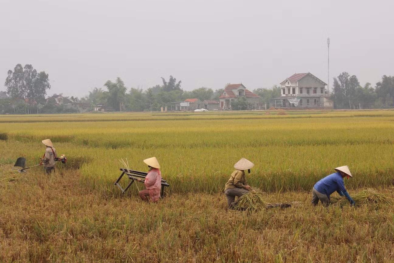 Người dân vội vàng thu hoạch lúa trước bão