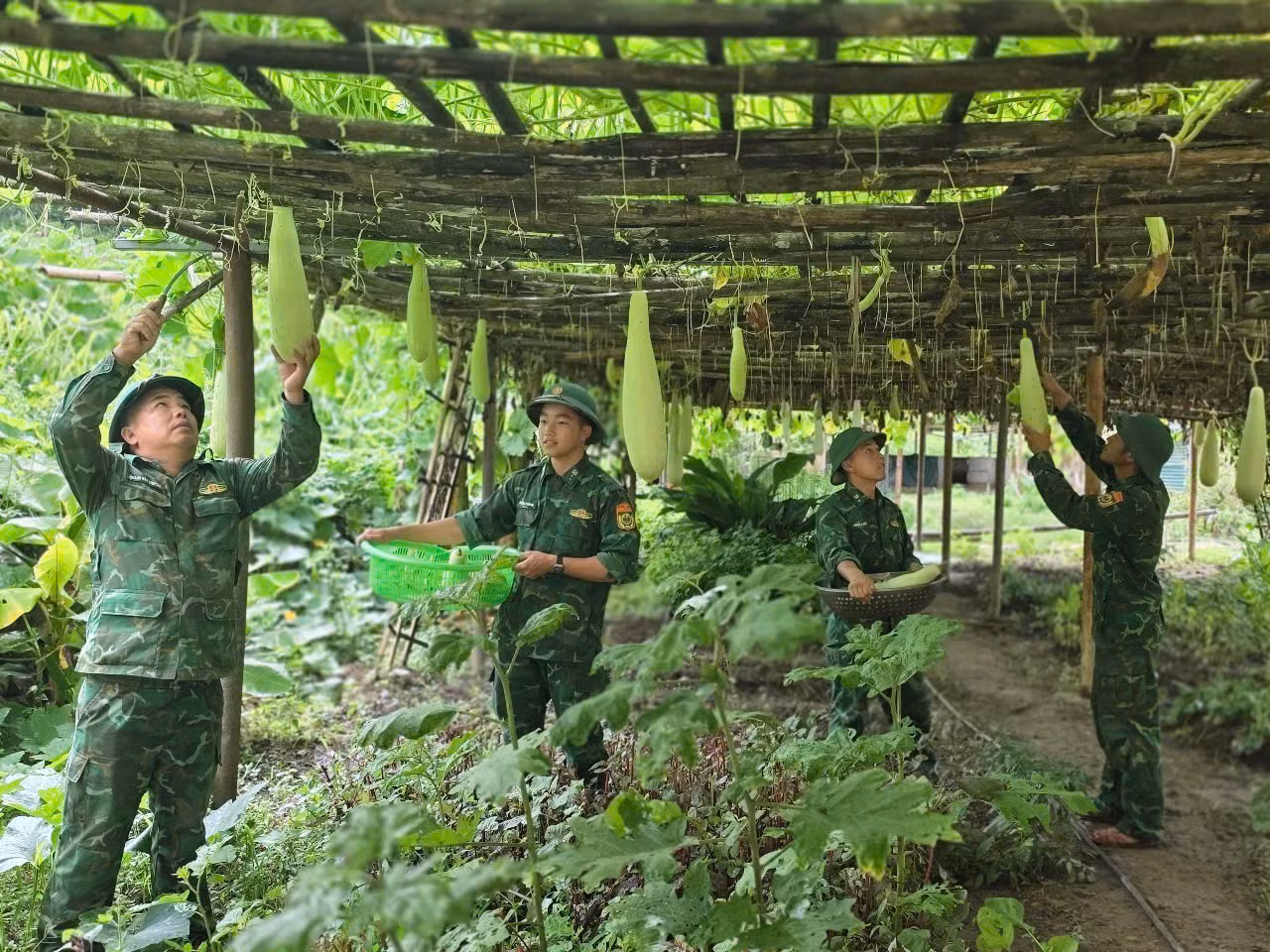 Toàn bộ thực phẩm, rau xanh để chế biến bữa ăn miễn phí cho thí sinh đều là sản phẩm tăng gia của các Đồn Biên phòng trên địa bàn huyện Sốp Cộp, Sơn La.