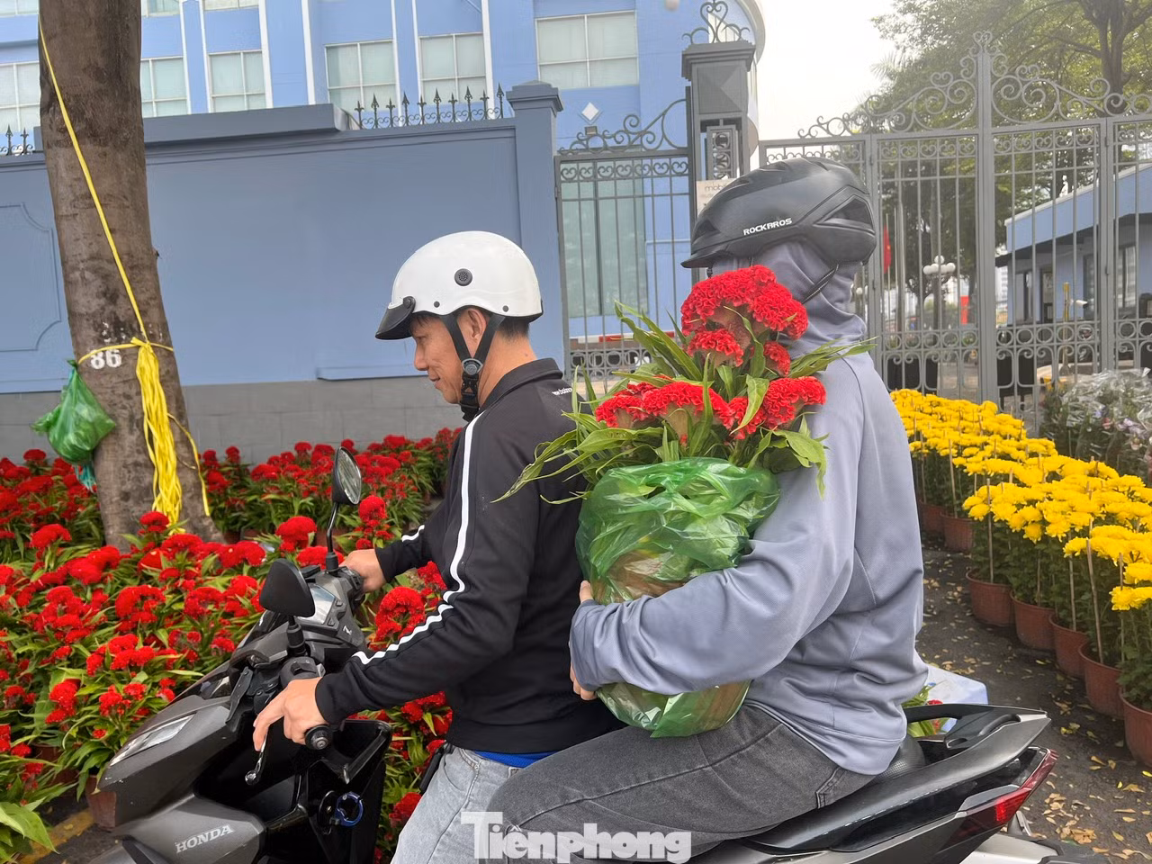 Khách mua hai chậu mồng gà đỏ rực, giá chưa tới 200.000 đồng để ngôi nhà có không khí Tết. Khách mua hai chậu mồng gà đỏ rực, giá chưa tới 200.000 đồng để ngôi nhà có không khí Tết.
