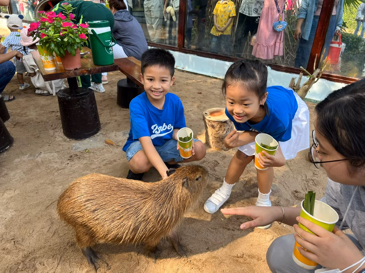 Các bạn nhỏ thích thú được vuốt ve, trực tiếp cho capybara ăn. "Con mới chỉ có capybara bằng bông thôi, đây là lần đầu tiên được ngắm em ấy ngoài đời thực. Em rất dễ thương và thân thiện" - bé Thiên An (8 tuổi) vui mừng nói. Các bạn nhỏ thích thú được vuốt ve, trực tiếp cho capybara ăn. "Con mới chỉ có capybara bằng bông thôi, đây là lần đầu tiên được ngắm em ấy ngoài đời thực. Em rất dễ thương và thân thiện" - bé Thiên An (8 tuổi) vui mừng nói.