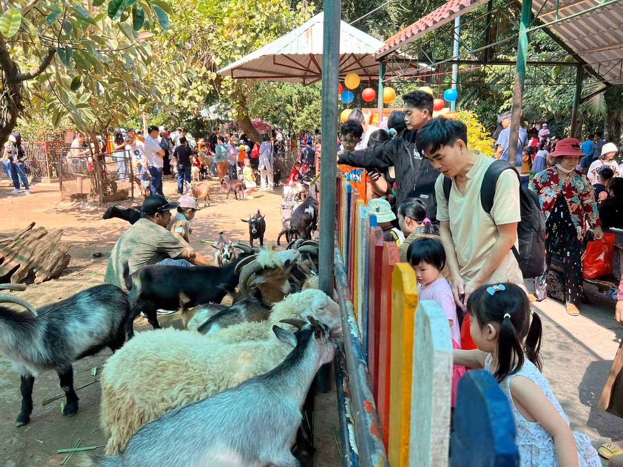Khu vực nuôi thú nhỏ như dê, cừu... luôn nhộn nhịp. Du khách được tạo điều kiện vào bên trong cho thú ăn, chụp ảnh... Khu vực nuôi thú nhỏ như dê, cừu... luôn nhộn nhịp. Du khách được tạo điều kiện vào bên trong cho thú ăn, chụp ảnh...