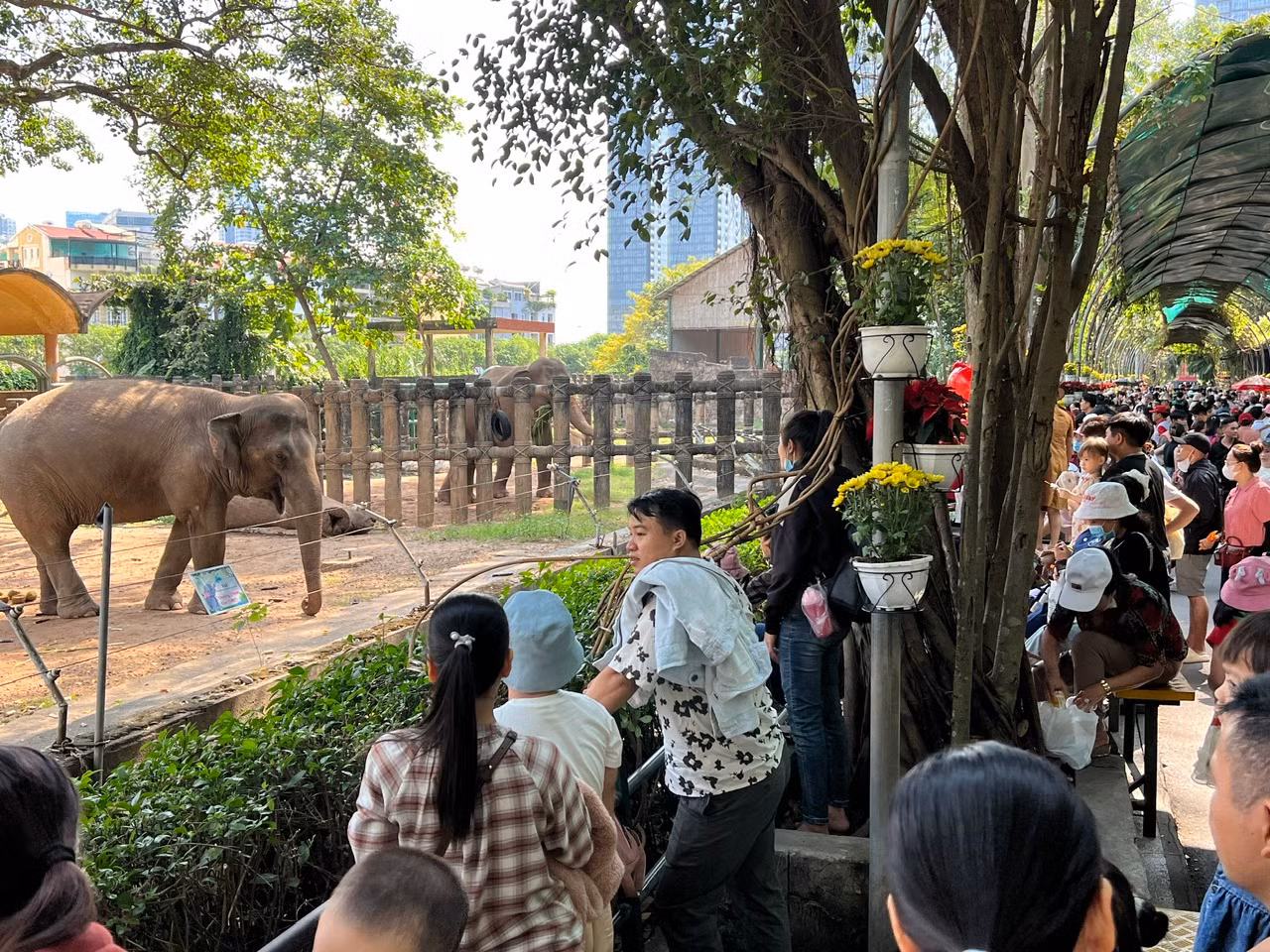 Khu vực nuôi voi cũng tấp nập khách. Khu vực nuôi voi cũng tấp nập khách.