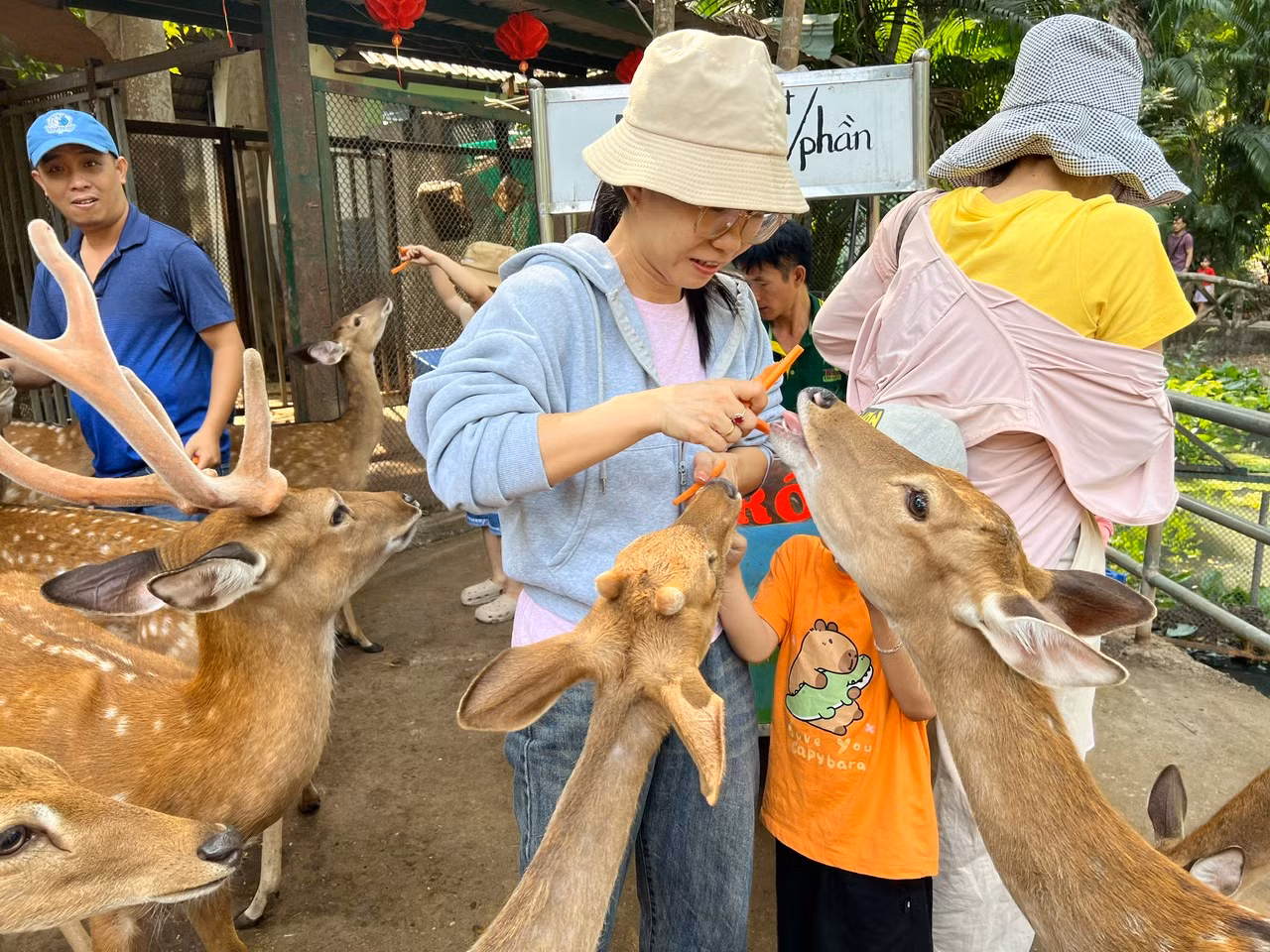 Các bé nai đã quen thuộc với du khách nên rất thân thiện. Các bé nai đã quen thuộc với du khách nên rất thân thiện.
