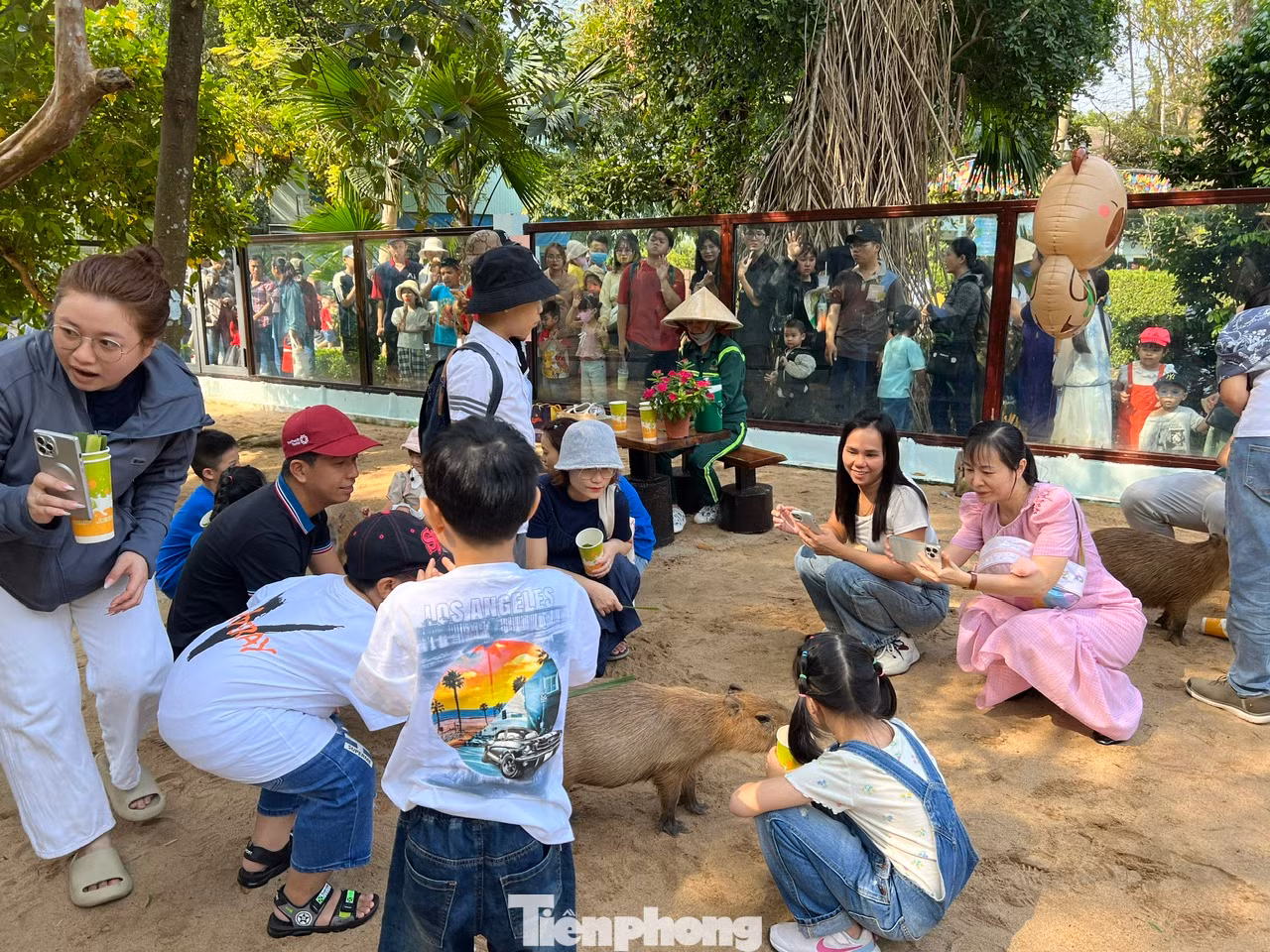 Rất nhiều du khách đứng bên ngoài chờ đợi để được vào chơi cùng capybara, nhiều người chờ từ sáng đến buổi chiều mới đến lượt.