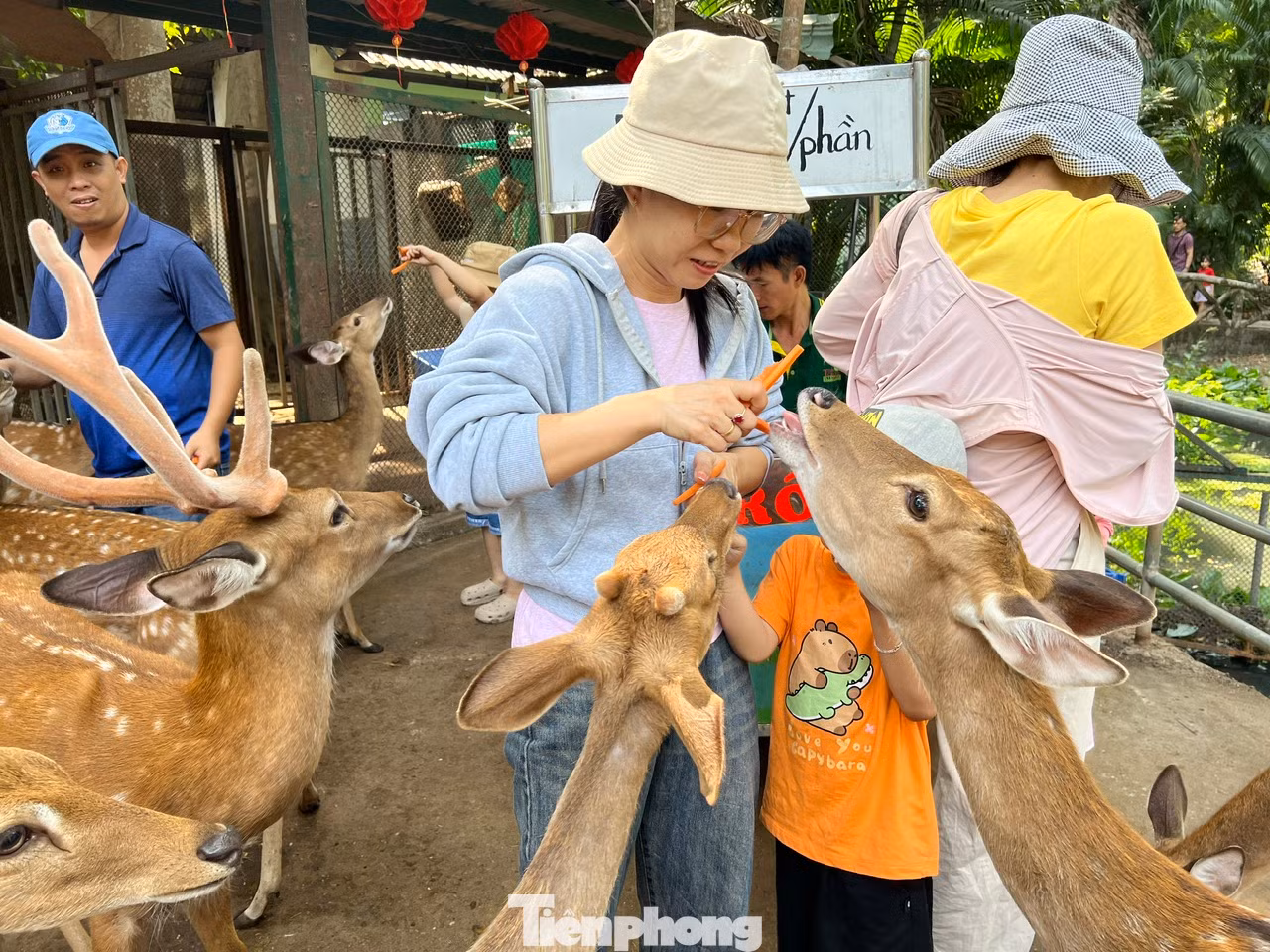 Các bé nai đã quen thuộc với du khách nên rất thân thiện.