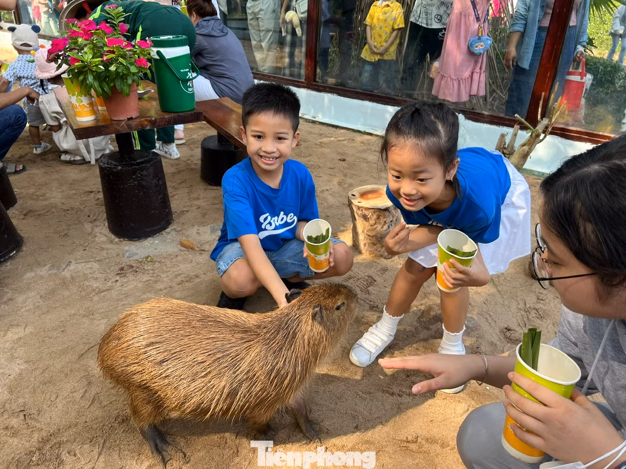 Các bạn nhỏ thích thú được vuốt ve, trực tiếp cho capybara ăn. "Con mới chỉ có capybara bằng bông thôi, đây là lần đầu tiên được ngắm em ấy ngoài đời thực. Em rất dễ thương và thân thiện" - bé Thiên An (8 tuổi) vui mừng nói.