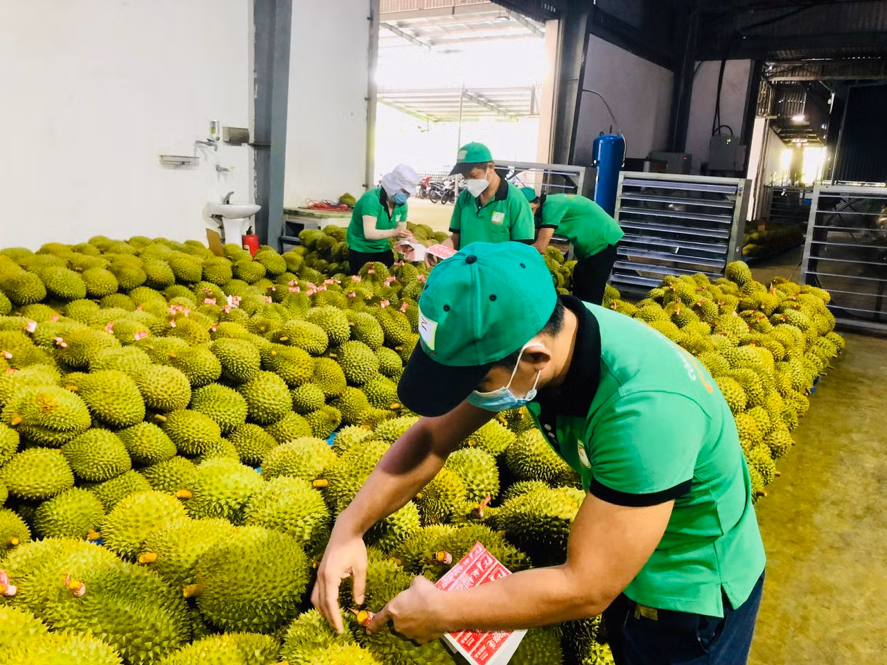 Sầu riêng vẫn là "vua" của ngành trái cây xuất khẩu. Sầu riêng vẫn là "vua" của ngành trái cây xuất khẩu.