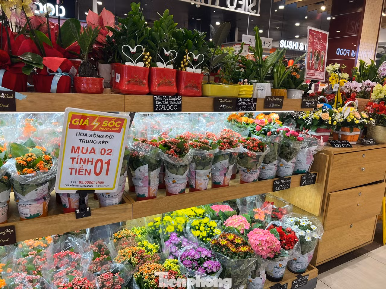 Hoa thật được trồng trong chậu làm quà tặng dịp 14/2 cũng không nhất thiết phải là hoa hồng, đó có thể là hoa sống đời, kim tiền, cúc... Trong đó, hoa sống đời có chương trình giảm giá trong dịp lễ Tình nhân khi mua 2 chỉ tính tiền 1. Hoa thật được trồng trong chậu làm quà tặng dịp 14/2 cũng không nhất thiết phải là hoa hồng, đó có thể là hoa sống đời, kim tiền, cúc... Trong đó, hoa sống đời có chương trình giảm giá trong dịp lễ Tình nhân khi mua 2 chỉ tính tiền 1.