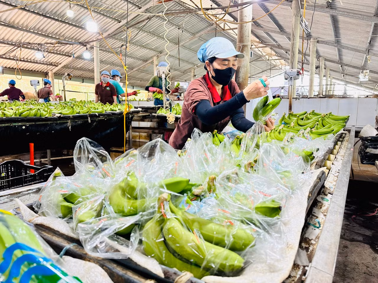 Xuất khẩu chuối tươi Việt Nam vượt Philipine, Ecuado tại thị trường Trung Quốc trong năm 2024. Xuất khẩu chuối tươi Việt Nam vượt Philipine, Ecuado tại thị trường Trung Quốc trong năm 2024.