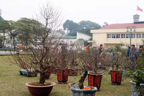 Quất và đào bày một góc trong khu triển lãm
