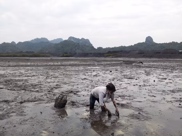 Bà Vân đi cuốc giun đất, sá sùng