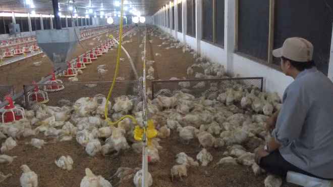 Dịch bệnh và giá giảm sâu khiến nhiều người nuôi gà phải bỏ đàn. Trong ảnh: một chuồng gà chết gần hết do dịch bệnh tại một trại gà ở huyện Long Thành (Đồng Nai)