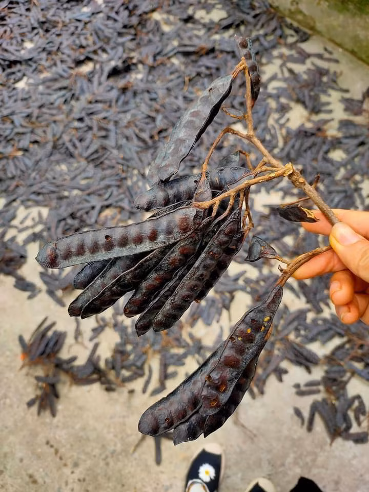 Ảnh: Lạc Hoa Ảnh: Lạc Hoa