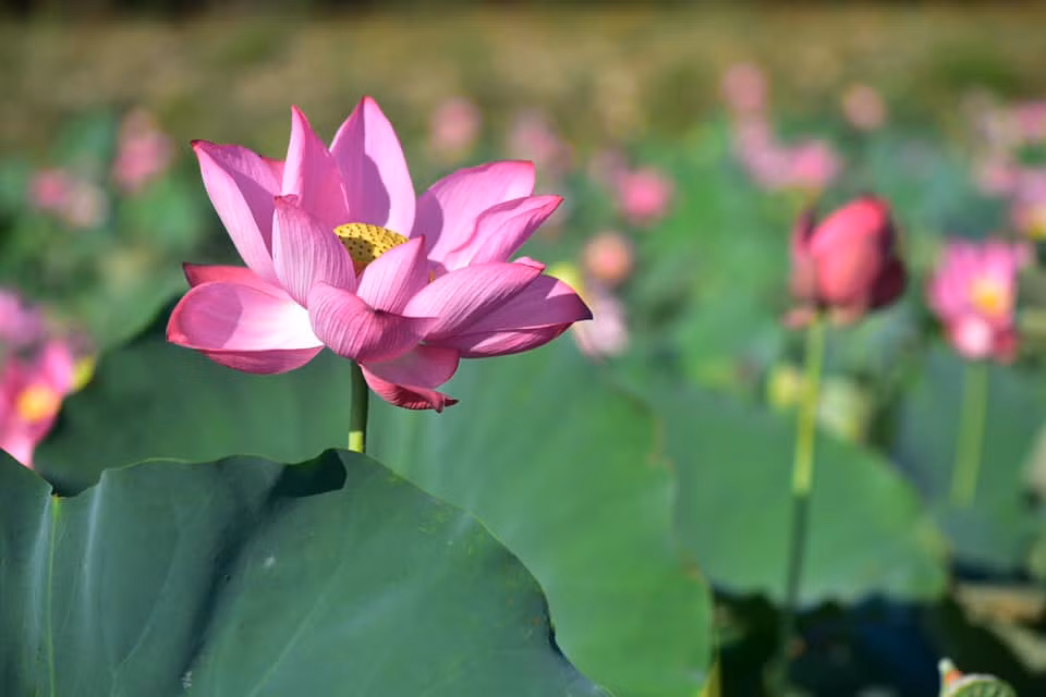 Ảnh: Khanhca Bui Ảnh: Khanhca Bui