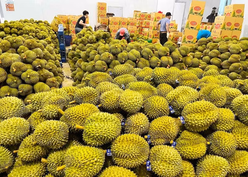 Doanh nghiệp xuất khẩu trong tình trạng mua cao bán thấp, chịu lỗ (Ảnh: IT)