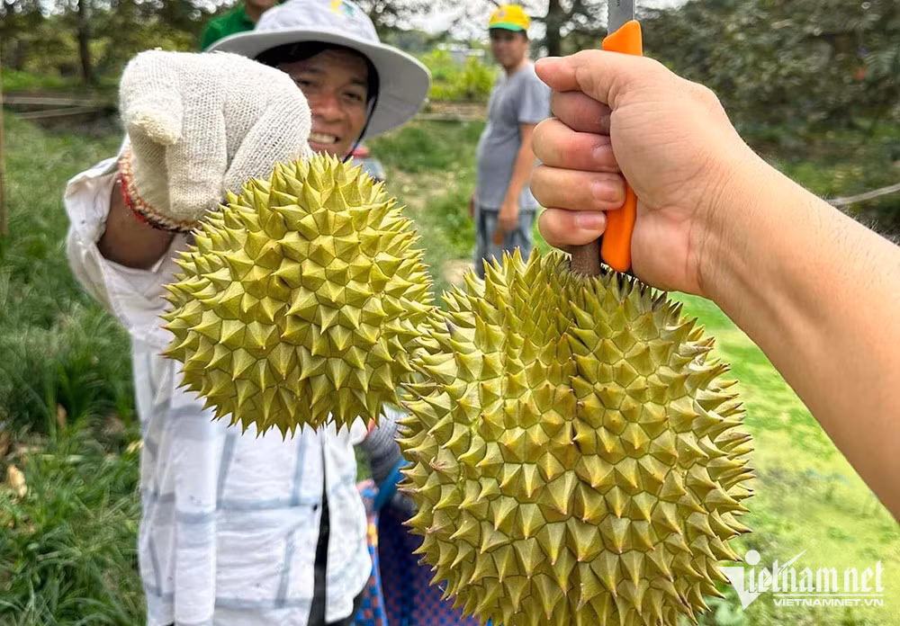 Nông dân trồng sầu riêng trúng đậm tiền tỷ nhờ bán được giá cao (Ảnh: Tâm An)