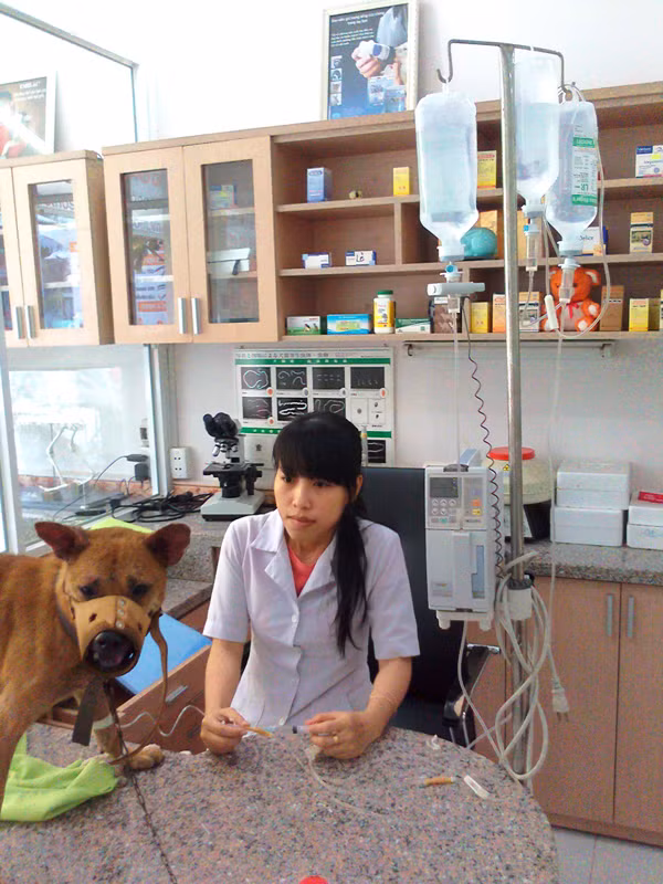 Bệnh viện điều trị cho cẩu cao cấp