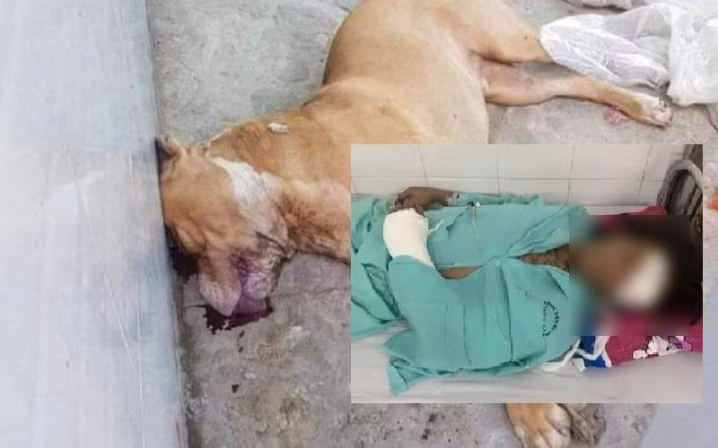 Chó Pitbull bị tiêu diệt sau khi tấn công một người tử vong, một người nhập viện trong tình trạng thương tích nặng tại Long An. (Ảnh: An ninh Thủ đô)