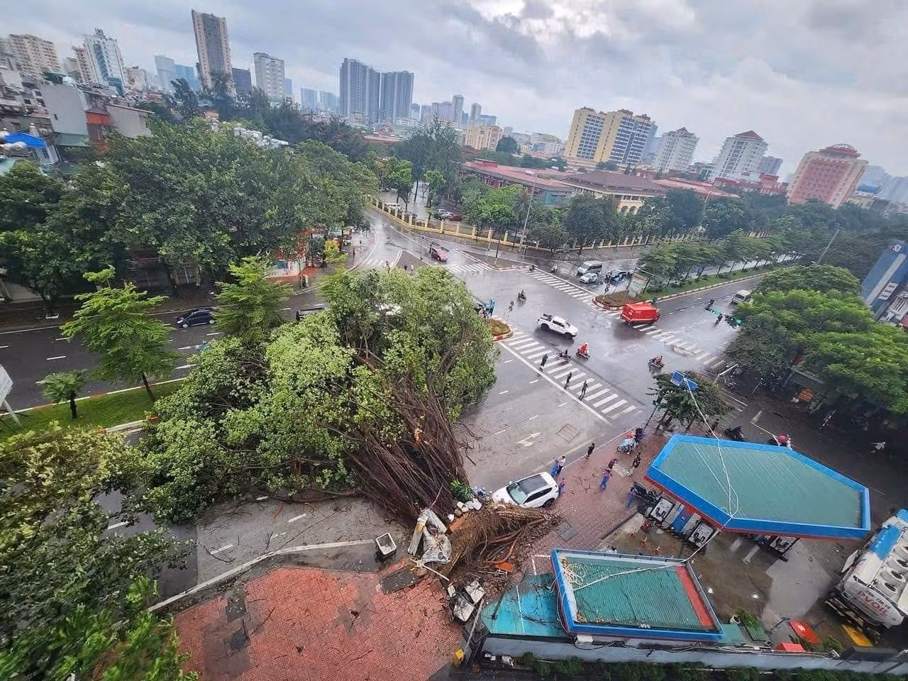 Cây cổ thụ hàng trăm tuổi ở ngã tư Trần Cung - Hoàng Quốc Việt đã bị cơn dông của siêu bão Yagi quật đổ. (Ảnh: Hà Nội News)