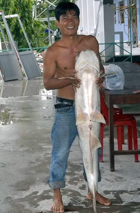 một ngư dân ven sông Hậu đã bắt được cá tra dầu nặng gần 72 kg, dài hơn 1,5 m 