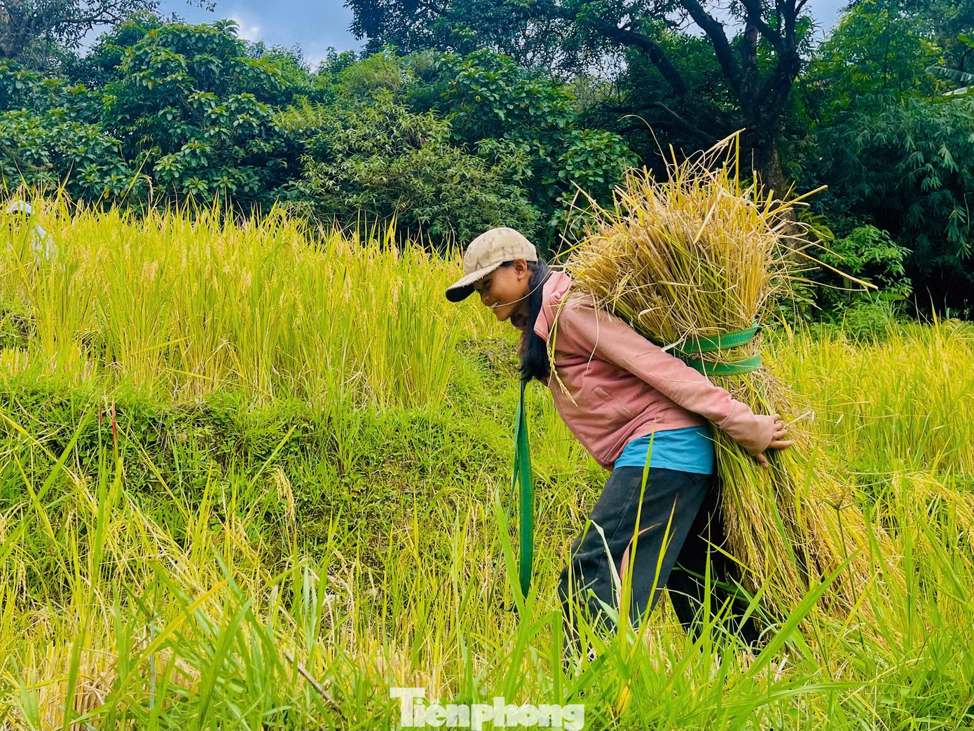 Các em nhỏ với đôi chân thoăn thoắt cõng lúa băng qua những thửa ruộng bậc thang như đã quen với công việc này từ lâu.