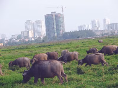 Dự án khu đô thị Tây Hồ Tây nhiều năm triển khai vẫn chưa biết ngày nào khởi công. Ảnh: Hà Anh