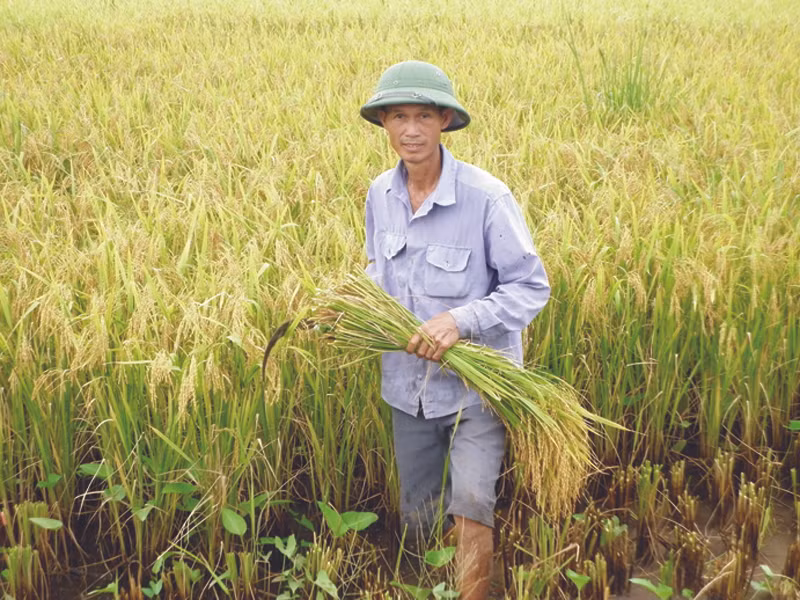 Nông dân sản xuất lúa sẽ được Chính phủ hỗ trợ tiền hàng năm. Nông dân sản xuất lúa sẽ được Chính phủ hỗ trợ tiền hàng năm
