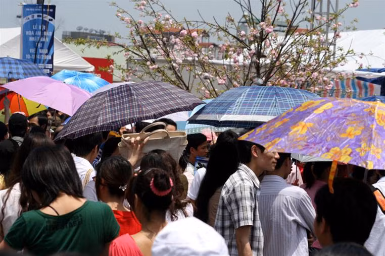 Hàng ngàn người với ô, mũ... cố gắng chen chúc để tiến thật sát gốc cây thật.