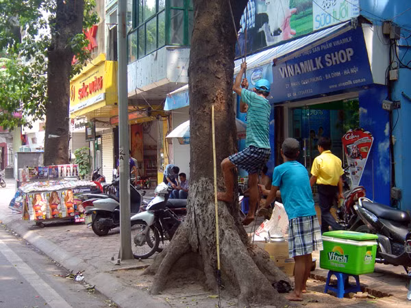 Trèo lên cây cao hàng chục mét chỉ với tay, chân trần