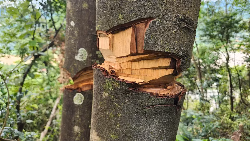 Các cây rừng bị chặt một phần như thế này Các cây rừng bị chặt một phần như thế này